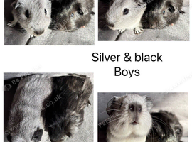 X2 baby male Guineapigs