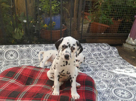 New litter of Dalmatian pups