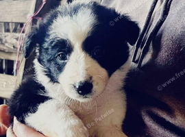 Beautiful border collie puppys
