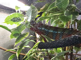 Male panther chameleon with full set up