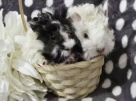 3 boar pairs