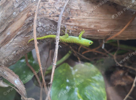 Beautiful giant day gecko