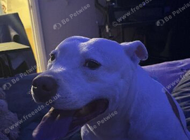 Lovely 3 year old Male Staffy Cross, looking for a loving home