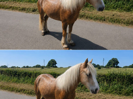 Palomino pony
