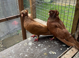Wanted feleghazers pigeons