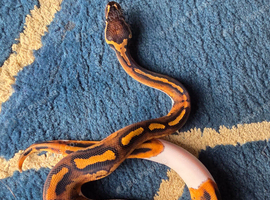 Pied het albino