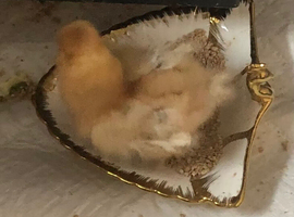 Silkie  chicks