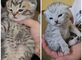 Tabby British shorthair