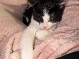 12 week old kitten