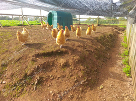 4-5 year old buff orpington hens