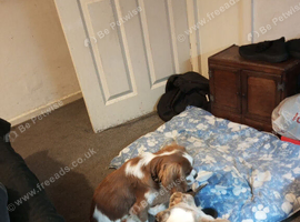 Old English bulldog for sale