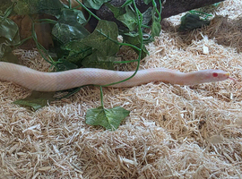 Juvenile snow corn snake and 4ft vivarium