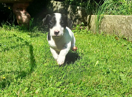 Jack russell pups