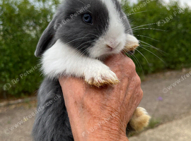 Mini lops pure bred mixed sex