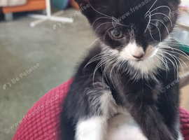 Kittens for sale