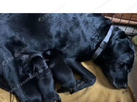 Beautiful Black Labrador Puppies &ndash; 2 Boys & 2 Girls &ndash; 9 Weeks Old