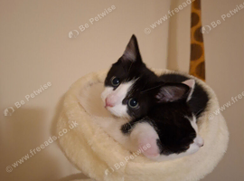 Kittens