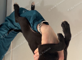 bull grey x whippet x saluki grey