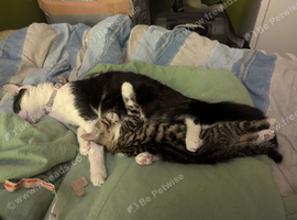 2 kittens for sale
