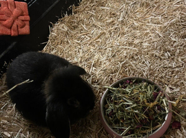 Female mini lop