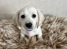 Miniature Dachshund