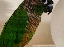Baby tamed Green counure talking parrot