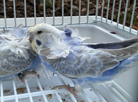 Helicopter, hagoromo budgies, all in good health