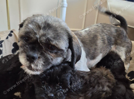 Shih poo puppies ready to leave