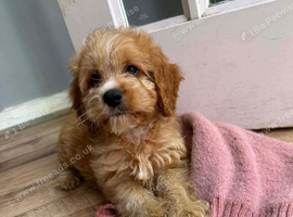 Cockerpoo puppy&rsquo;s