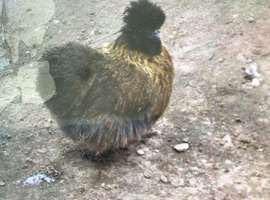 Partridge bantam hen