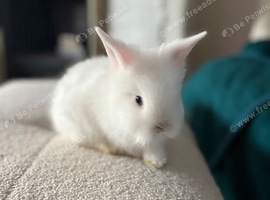 White with blue eyes