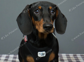 Beautiful litter of standard Dachshunds