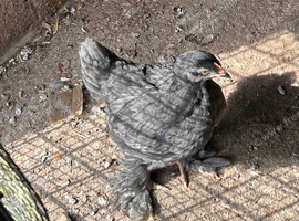 Brahma Chick