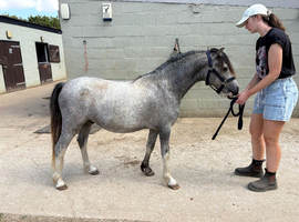 Welsh section a gelding