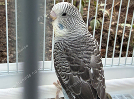 BFBW, BWBF split and hagoromo mutation budgies