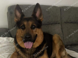 German Shepard