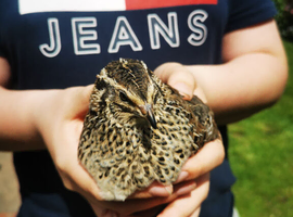 Mixed quail jumbo breeds
