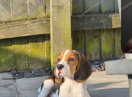 4 month old beagel
