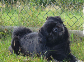 FLUFFY PUG STUD carries every colour Inc husky