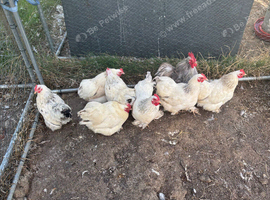 Pekin bantam chickens
