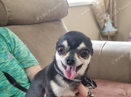 Chihuahua for stud