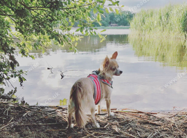 Deer head chihuahua /female /long haired