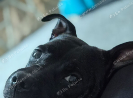 Staffie cross pug