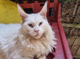 Tica registered Main coon kitten