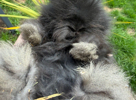 Angora buns