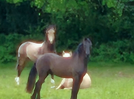 Welsh part bred gelding