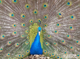 4 year old Peafowl trio