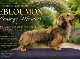 Debloumon pansage meadow to be proven