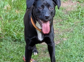Raven 11 months old