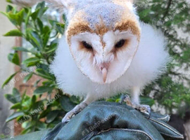 Barn Owl For Sale